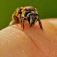 تحقیق آلرژى نسبت به زنبور گزیدگی و روشهای درمان